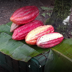 RIO CELESTE HIKING TOUR & CHOCOLATE TOUR