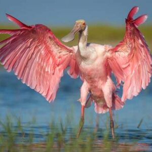 PALO VERDE BOAT TOUR &  NATIONAL PARK