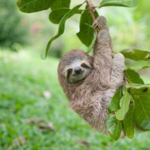 LLANOS DEL CORTES WATERFALL & SLOTHS SANTUARY